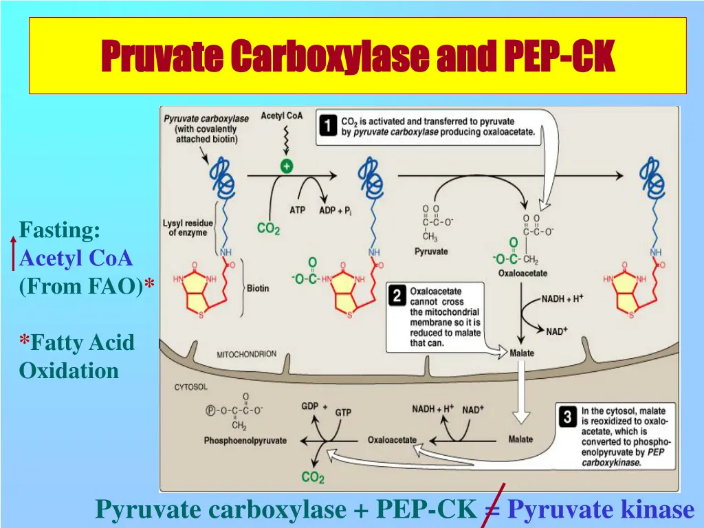 pruvate carboxylase and pep pruvate carboxylase