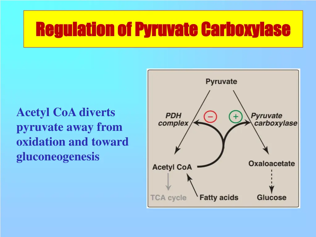 regulation of regulation of pyruvate
