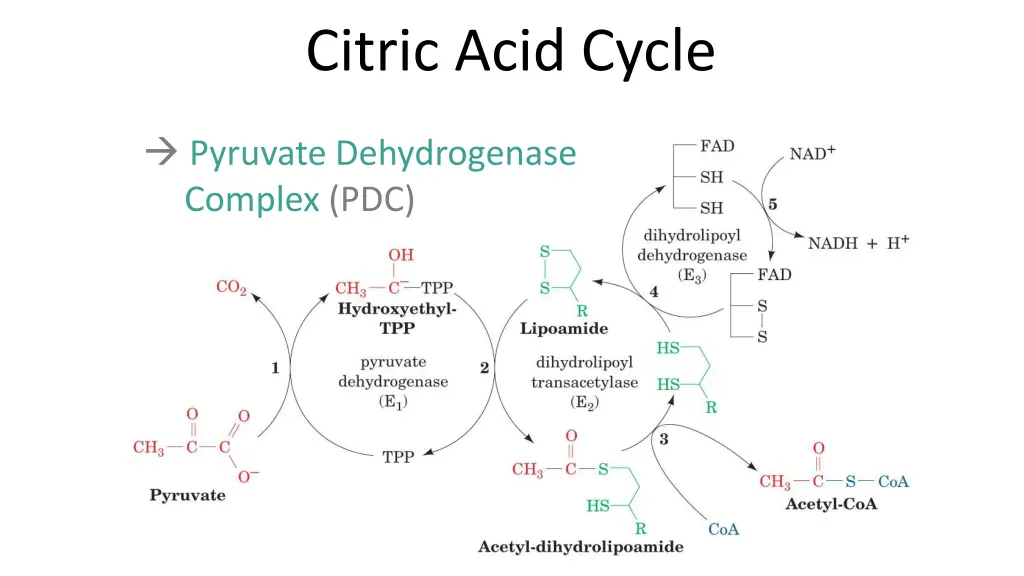 citric acid cycle 1