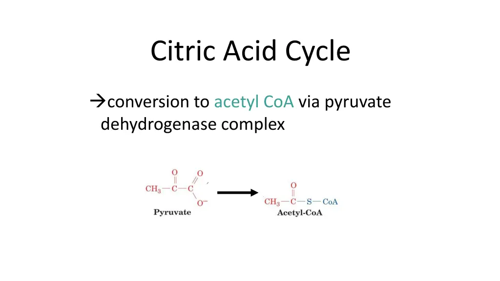 citric acid cycle