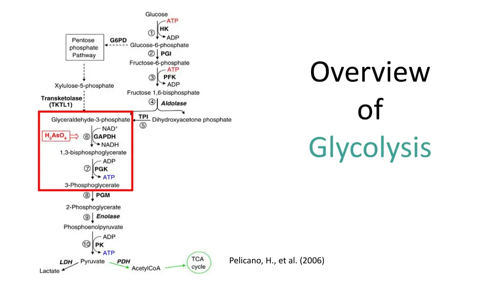 overview of glycolysis