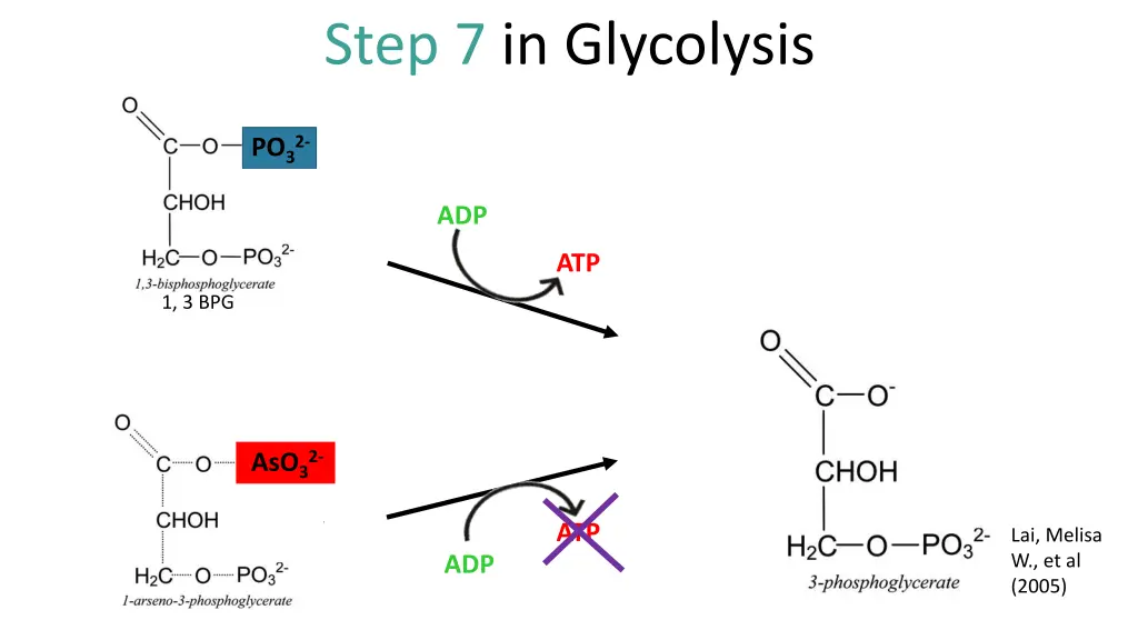 step 7 in glycolysis