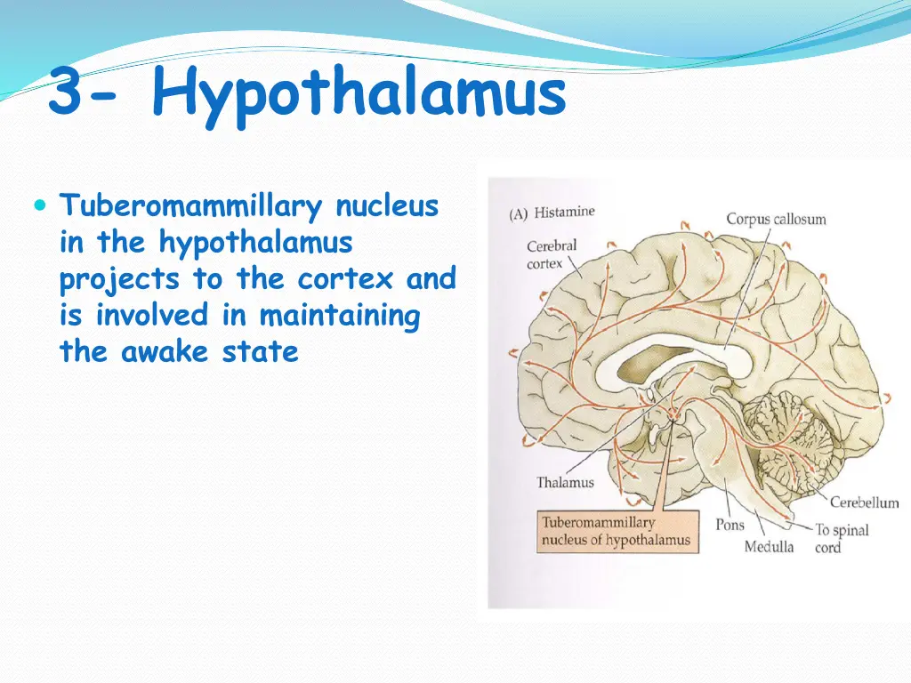 3 hypothalamus