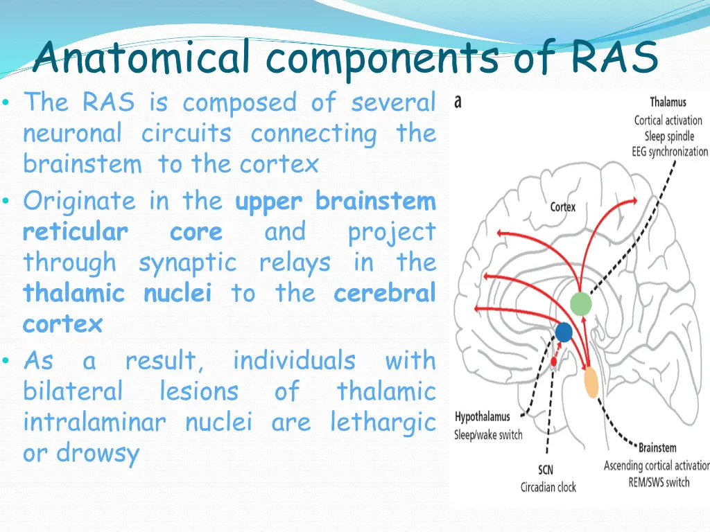 anatomical components of ras the ras is composed