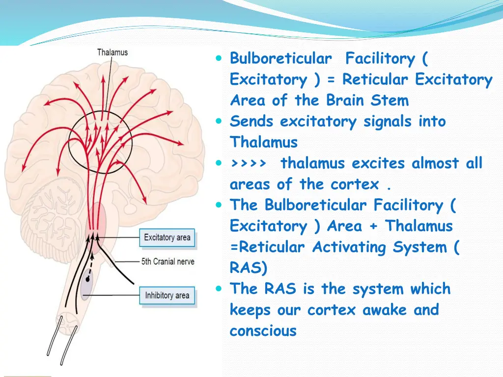 bulboreticular facilitory excitatory reticular