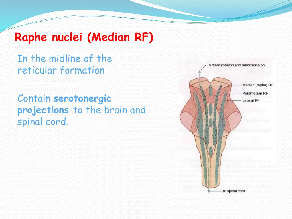 raphe nuclei median rf