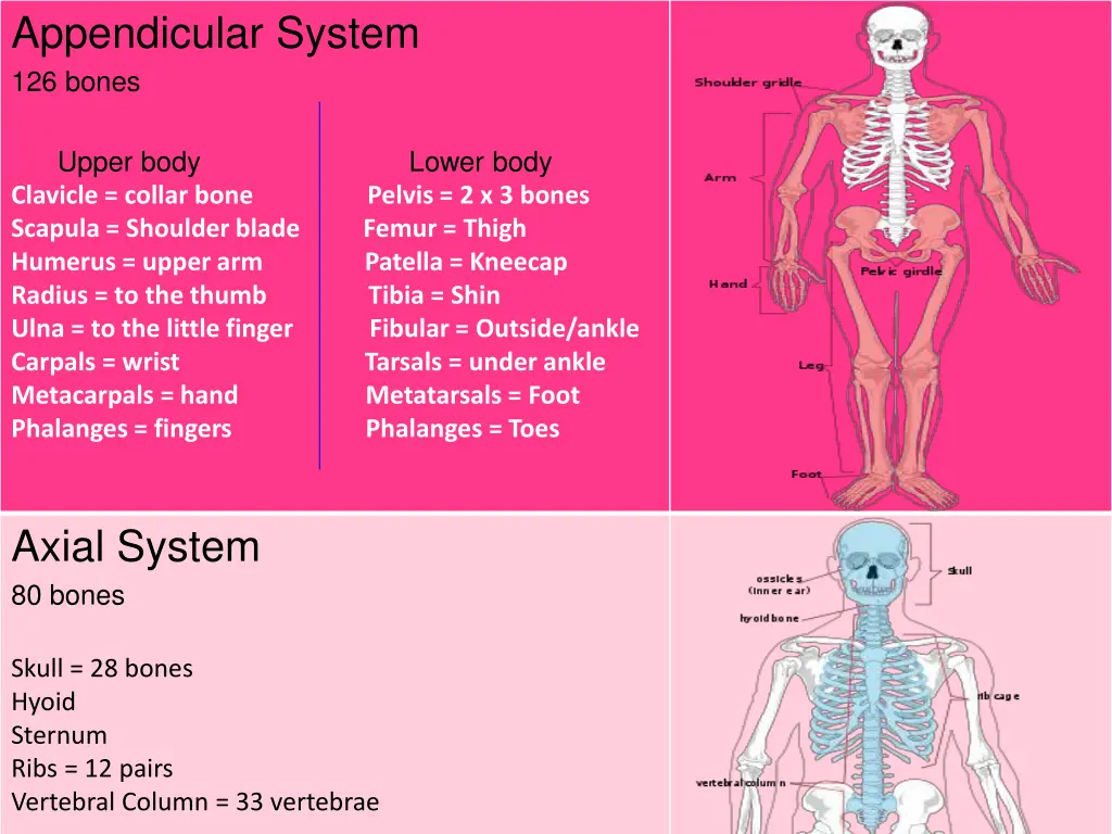 220px appendicular skeleton diagram