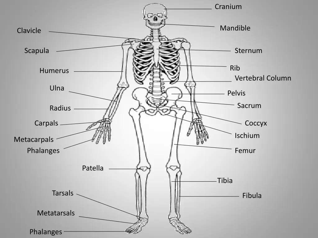 cranium