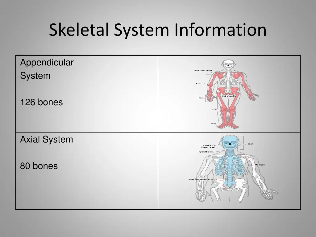 skeletal system information