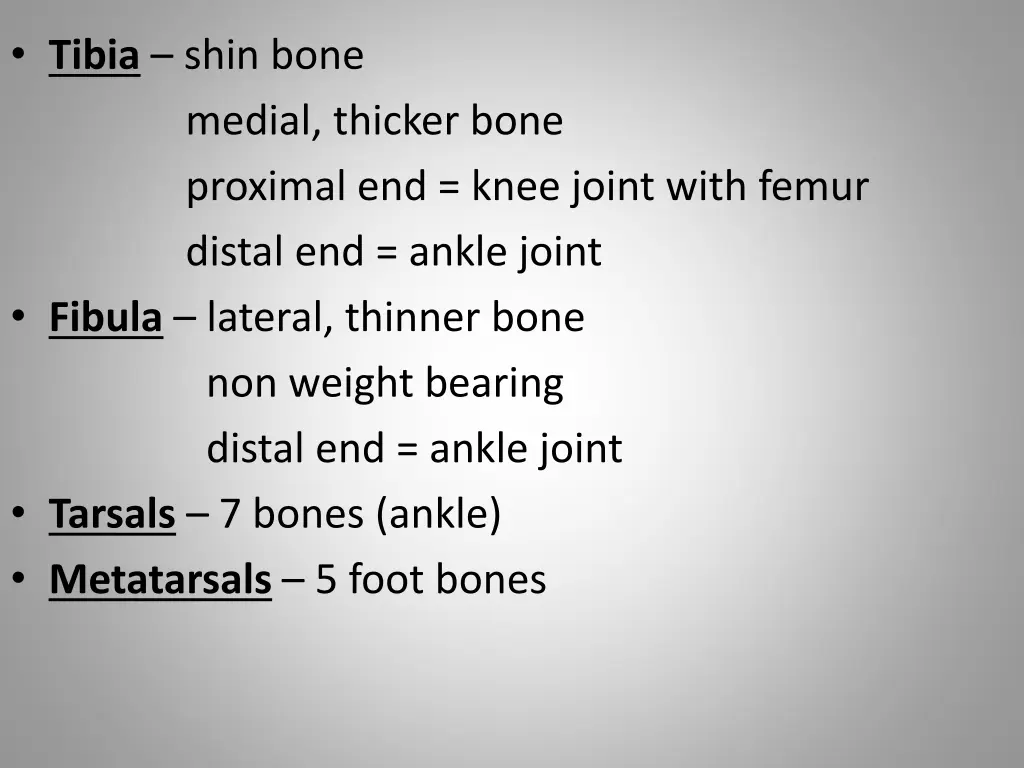 tibia shin bone medial thicker bone proximal