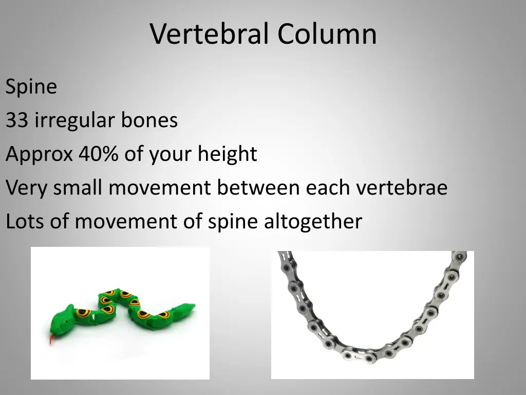 vertebral column