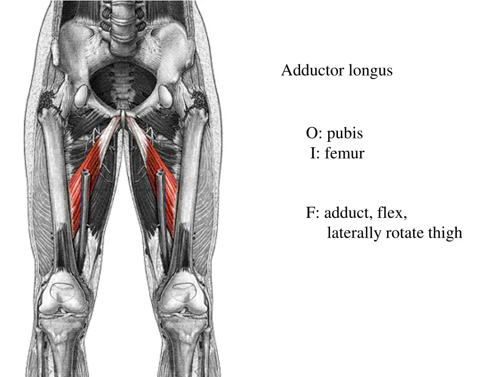 adductor longus