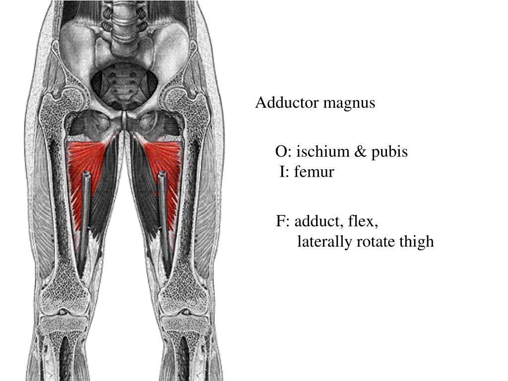 adductor magnus