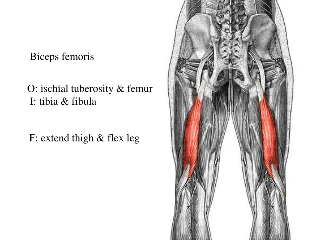 biceps femoris
