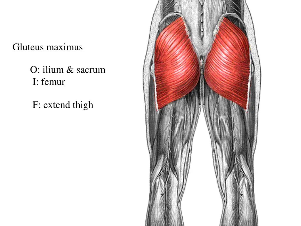 gluteus maximus