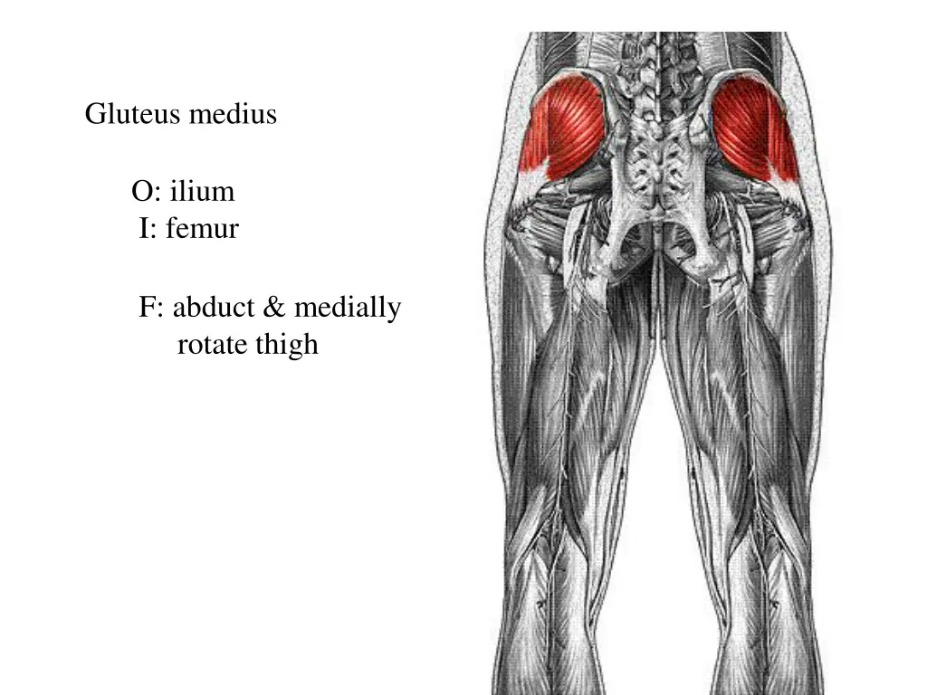 gluteus medius