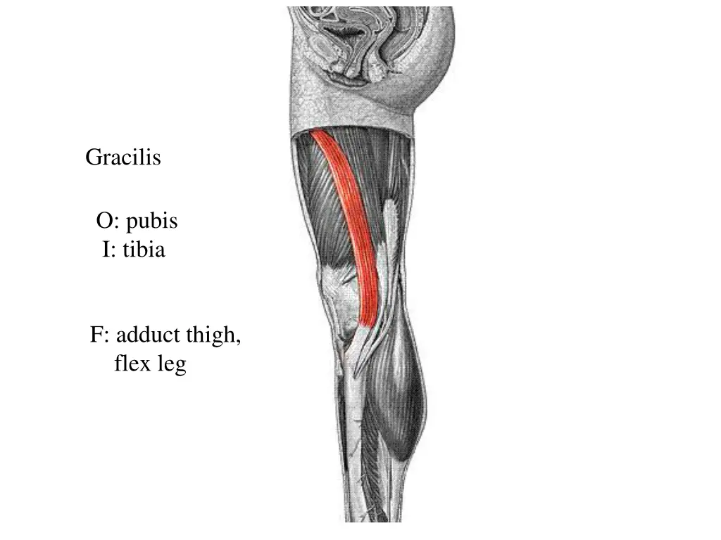 gracilis
