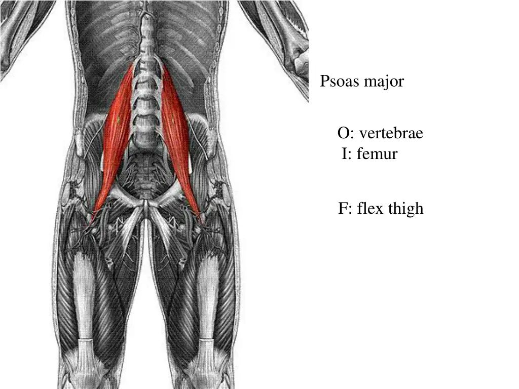 psoas major