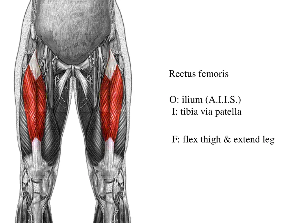rectus femoris