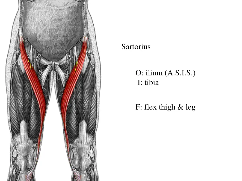 sartorius