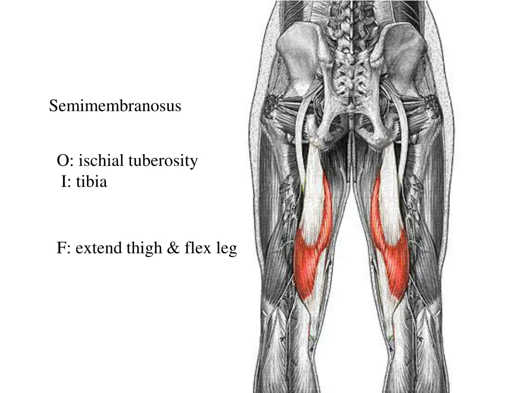 semimembranosus