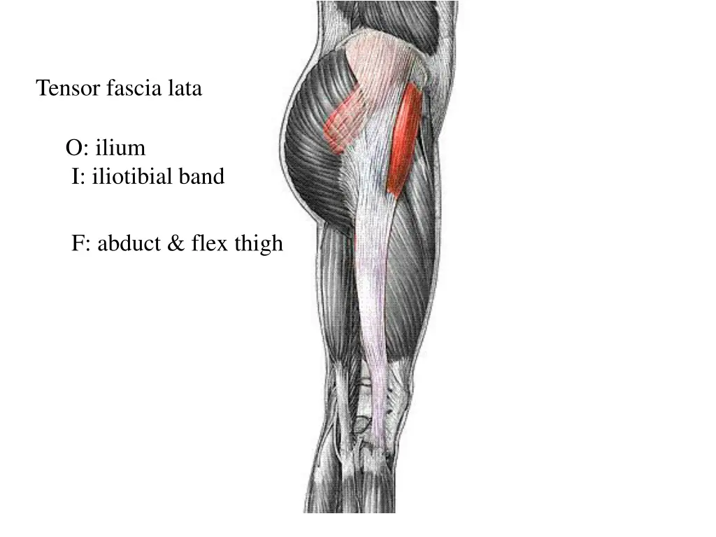 tensor fascia lata