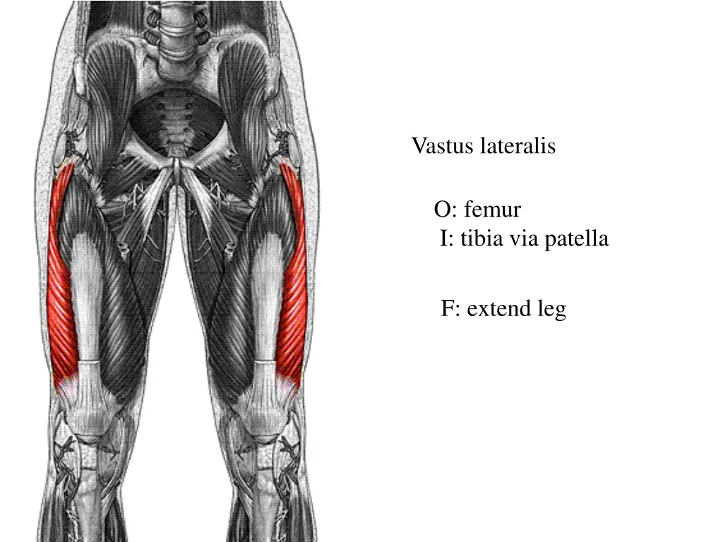vastus lateralis