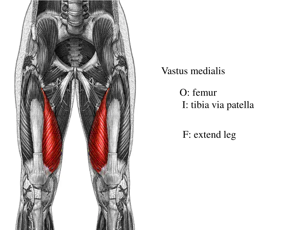 vastus medialis