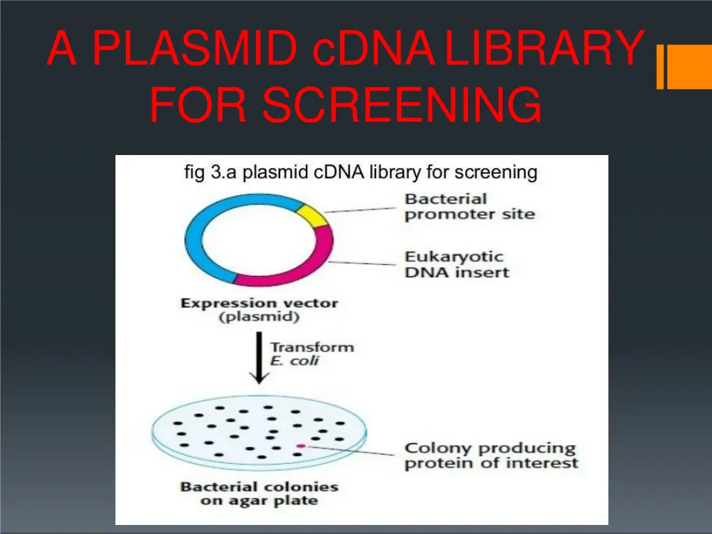 a plasmid cdnalibrary for screening