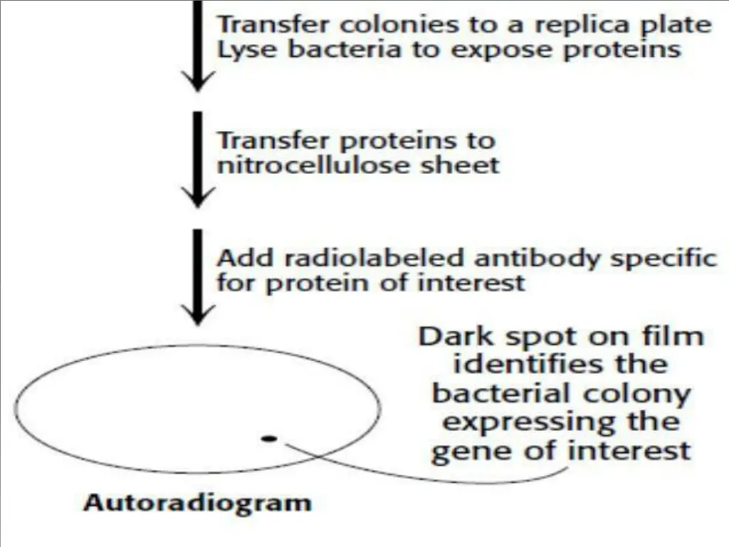 slide11