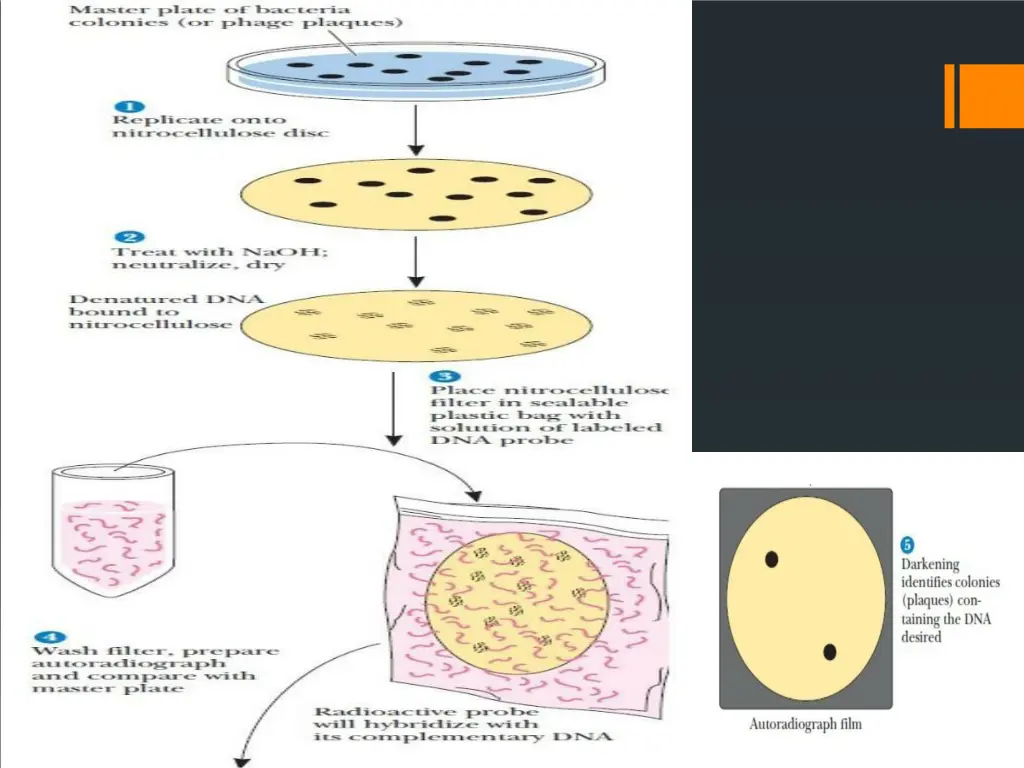slide19