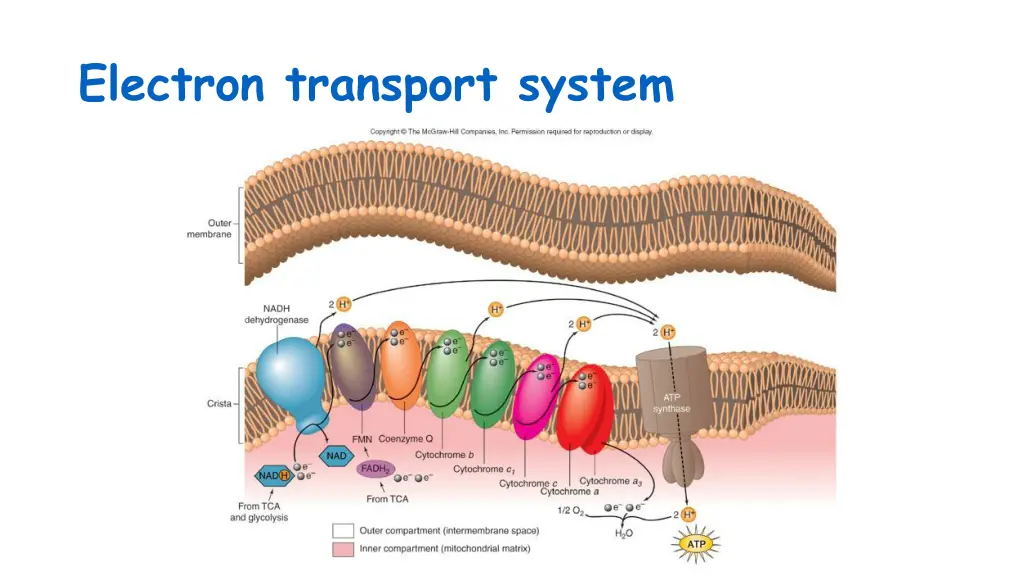 electron transport system