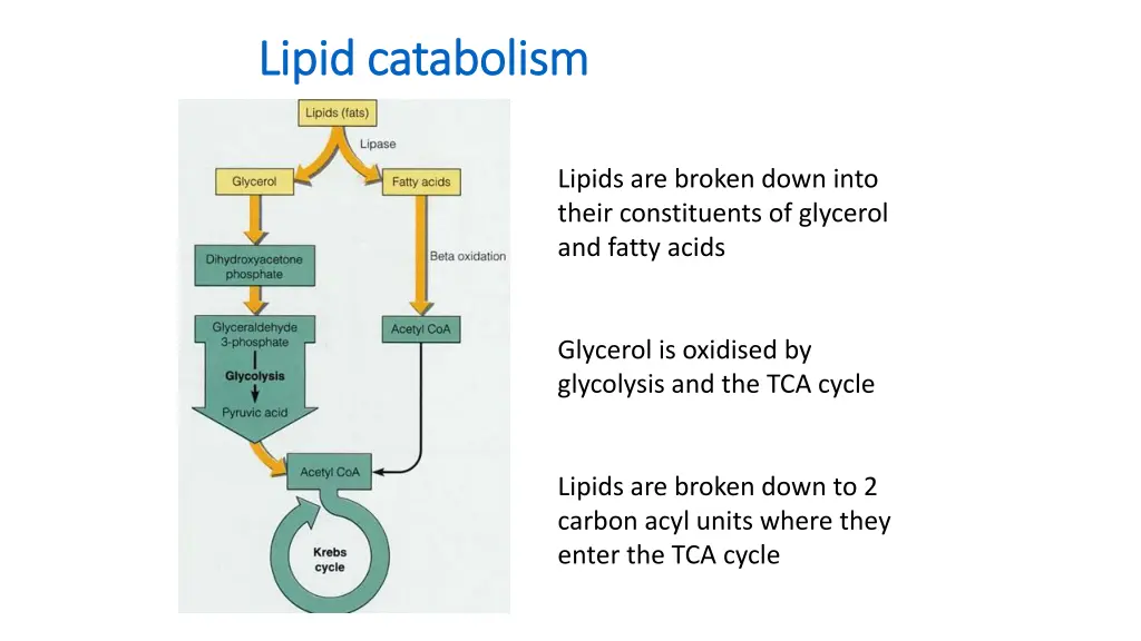 lipid catabolism lipid catabolism