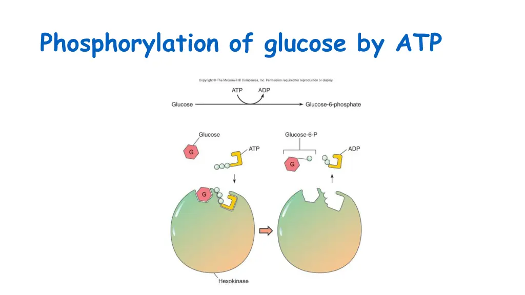 phosphorylation of glucose by atp