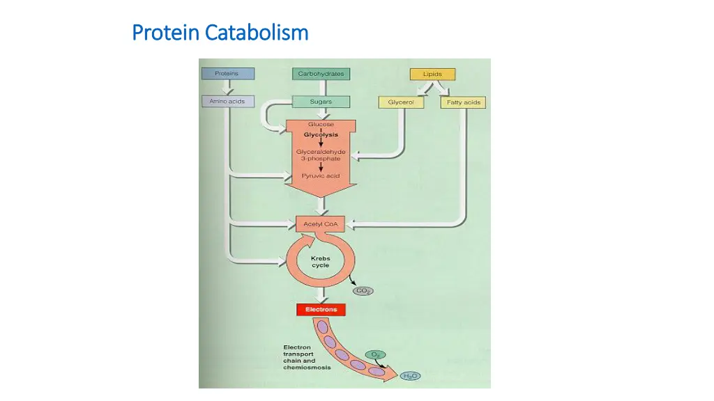protein catabolism protein catabolism