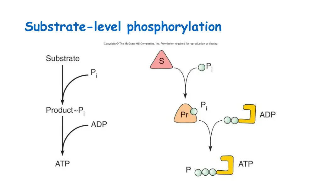 substrate level phosphorylation