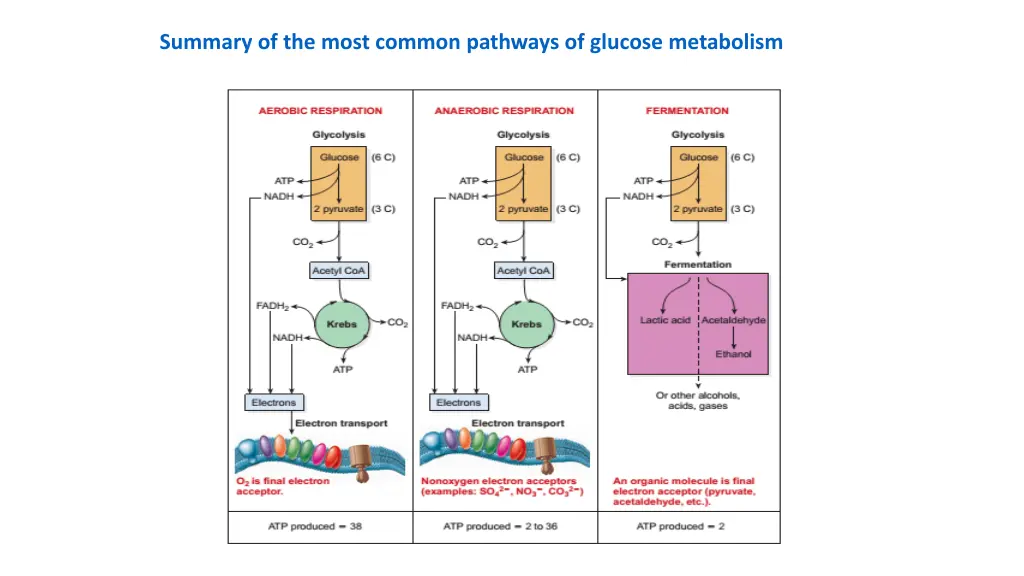 summary of the most common pathways of glucose