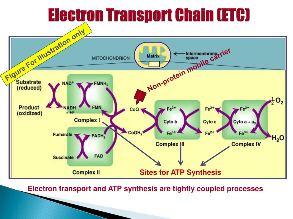 sites for atp synthesis