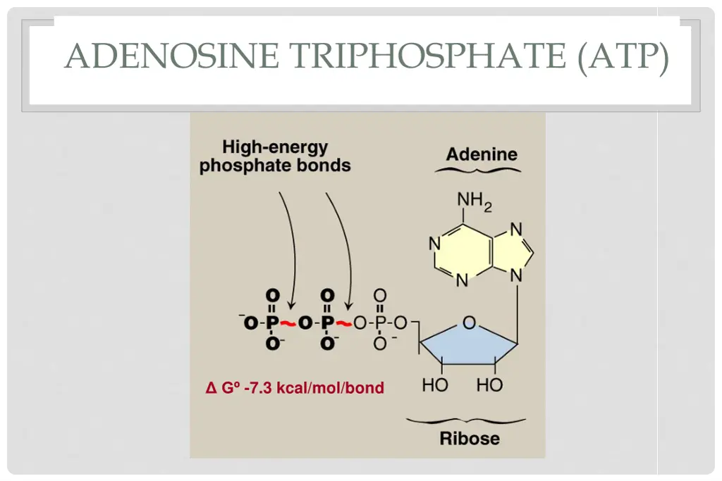 adenosine triphosphate atp