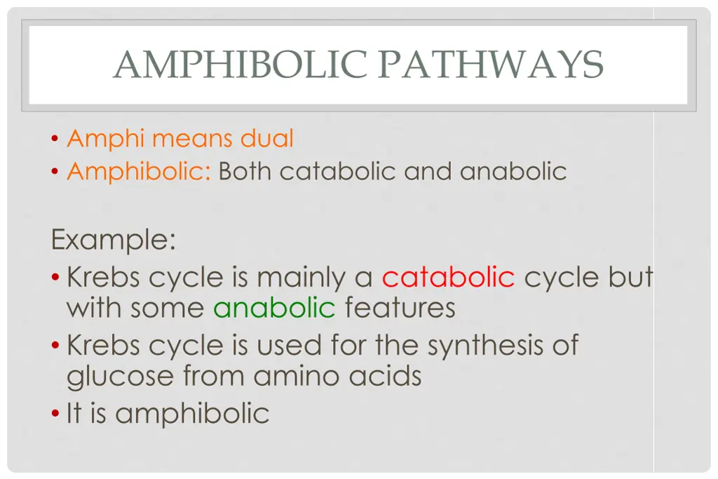 amphibolic pathways