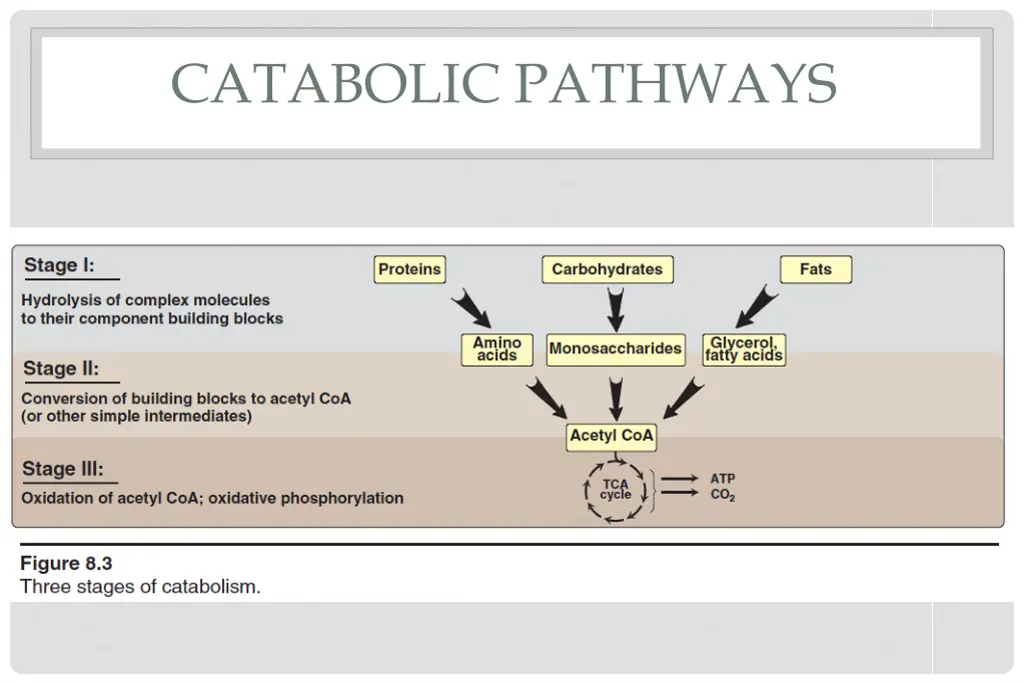 catabolic pathways