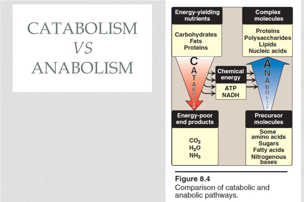 catabolism vs anabolism