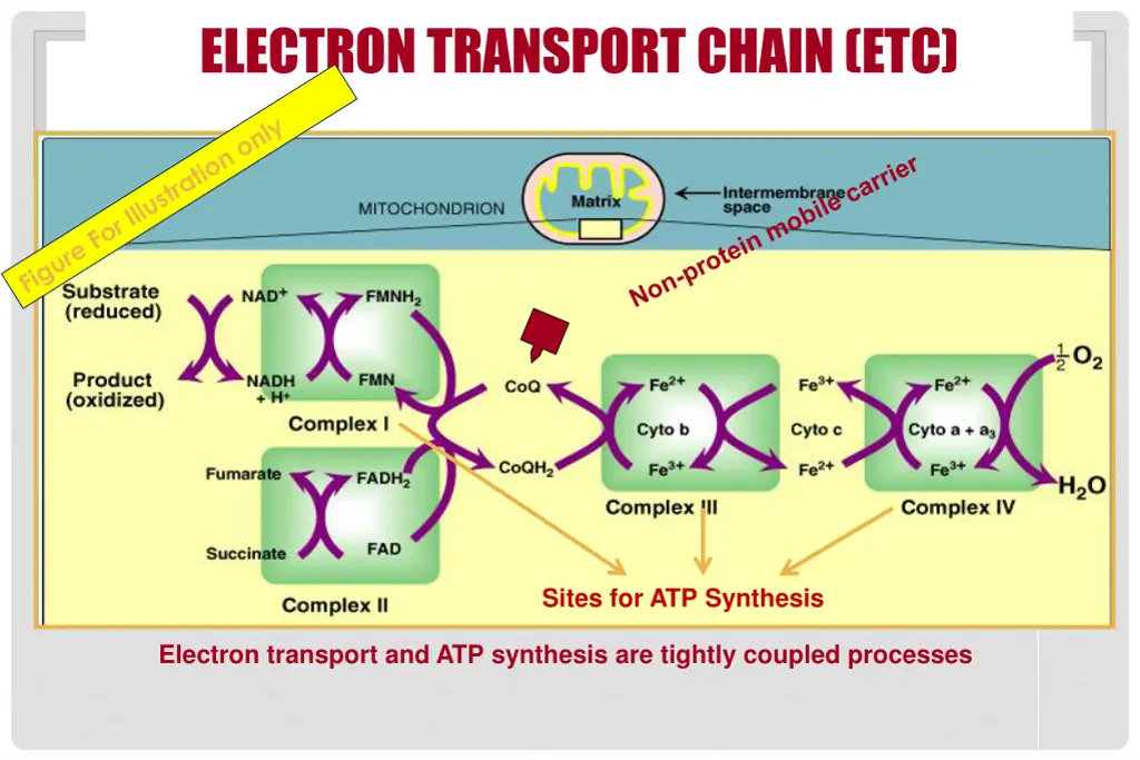 electron transport chain etc