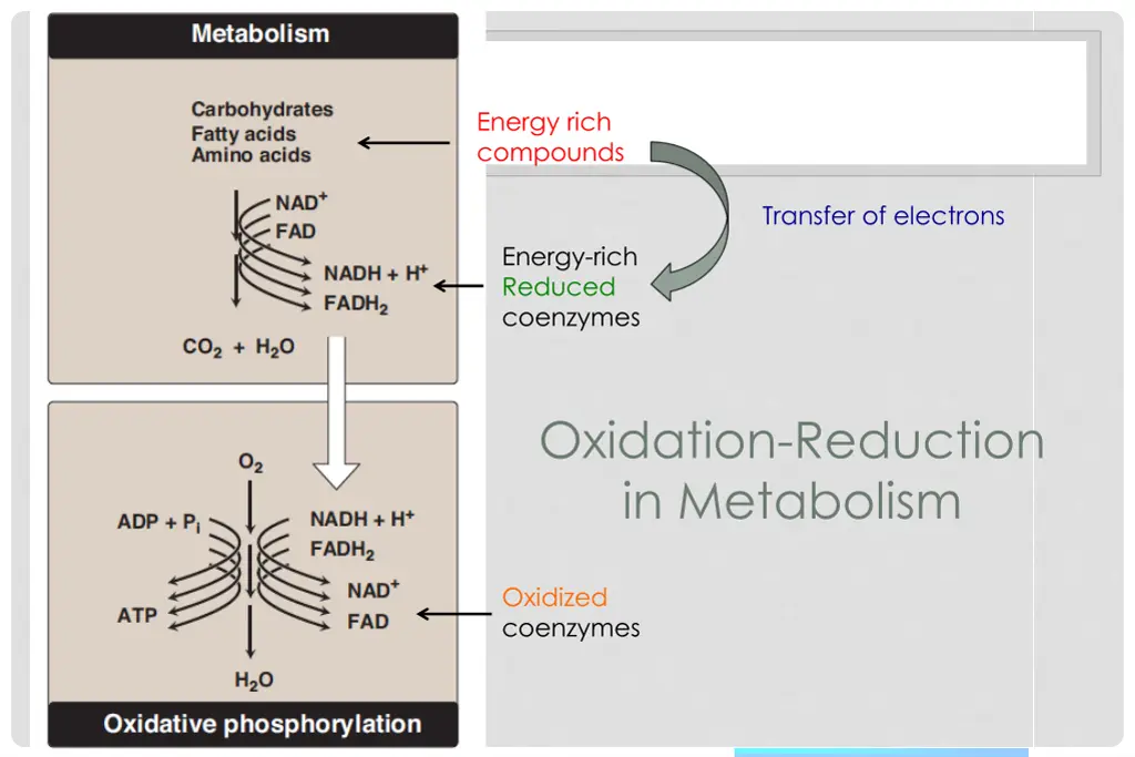 energy rich compounds