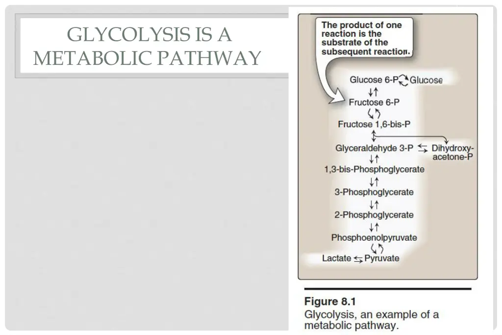 glycolysis is a metabolic pathway