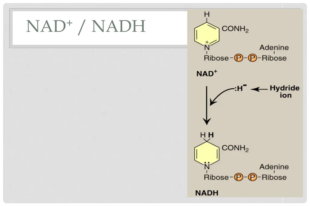 nad nadh