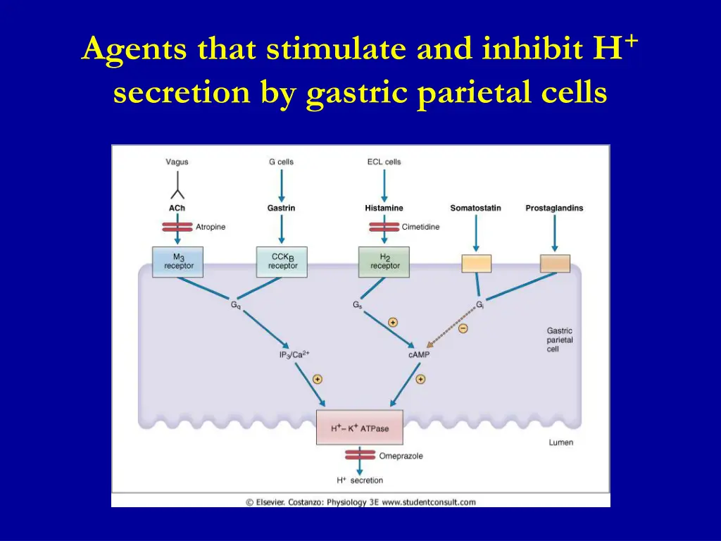 agents that stimulate and inhibit h secretion