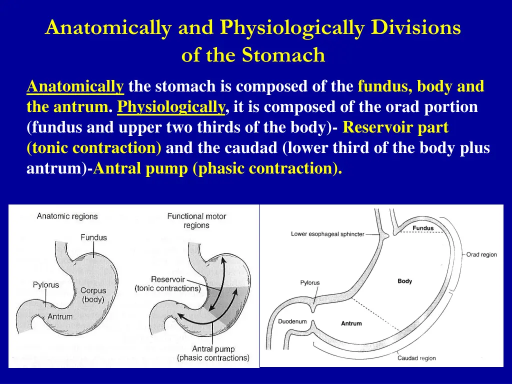 anatomically and physiologically divisions