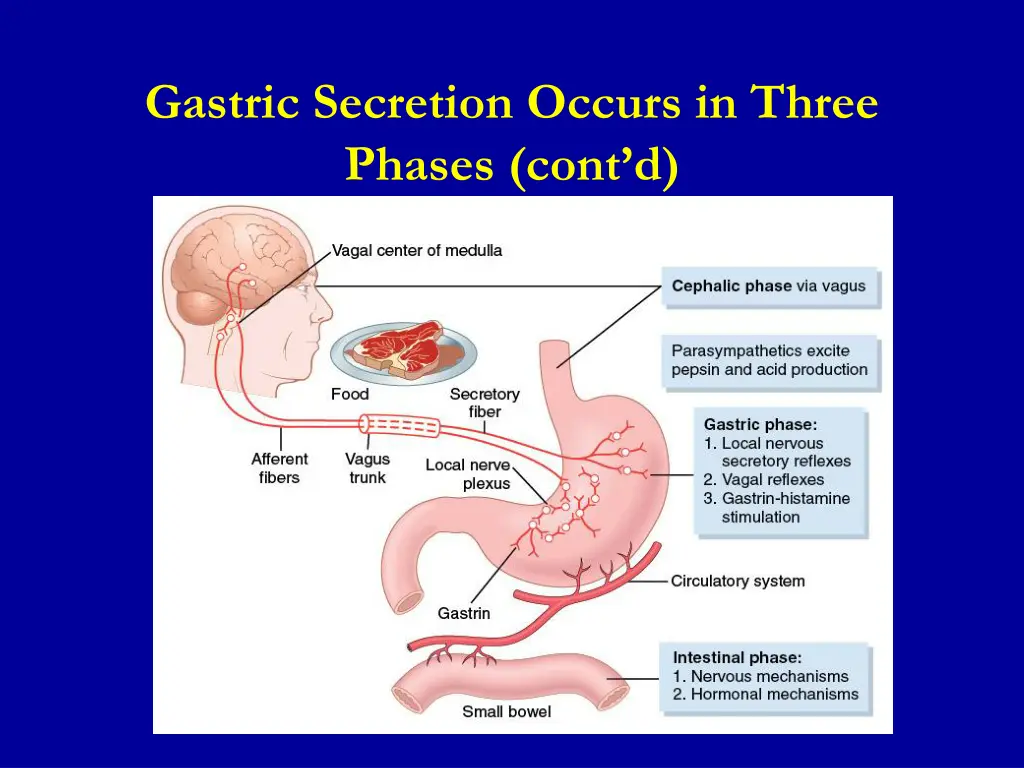 gastric secretion occurs in three phases cont d 1