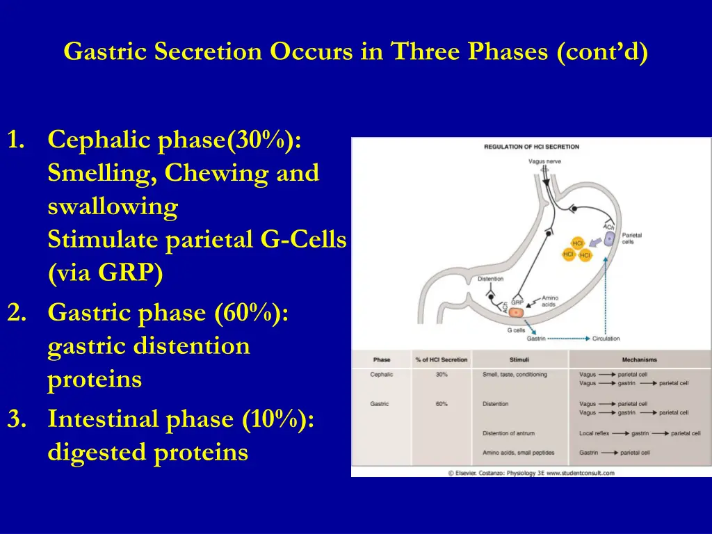 gastric secretion occurs in three phases cont d